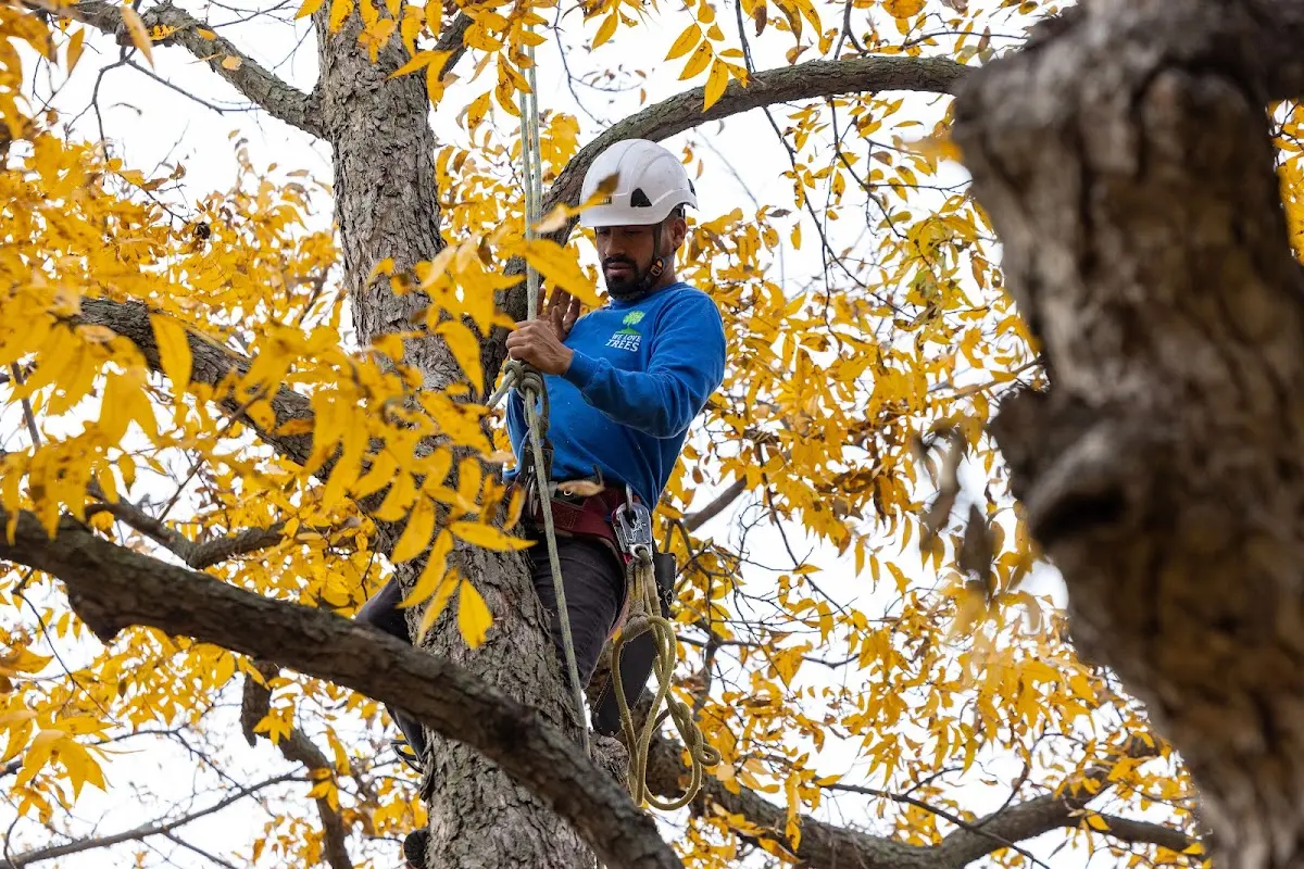Skilled Tree Transplanting crew working in Contoocook